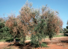 LINEA GUIDA PER  " XYLELLA FASTIDIOSA " - Racanati Multitrader s.n.c